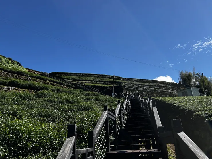 霞之步道茶園