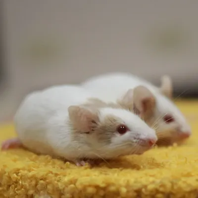 Mary的學習及心路歷程