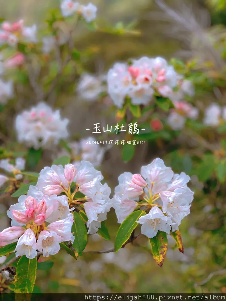 【玉山主峰西峰.兩天兩夜】冷到爆炸的玉山主峰賞雲海/一直走花