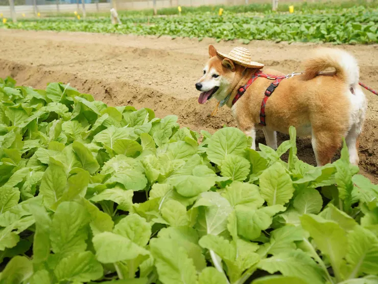 圖說：倍力寵食走過20個年頭，堅持選用在地有機蔬菜，從源頭嚴格把關品質，將食安承諾落實在毛孩的每一口日常。（資料來源：倍力寵物健康食品）