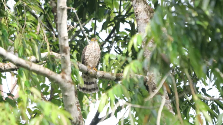 不肯定是不是鳳頭鷹