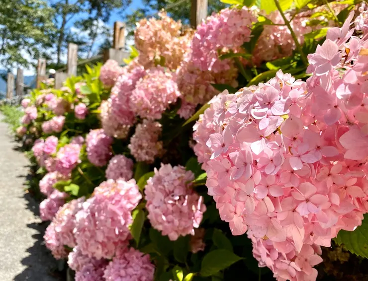 中部橫貫的路途小景點愛心繡球花