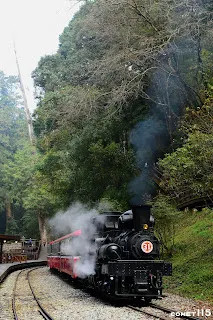 雖然以前神木站的巨木很早就被放倒了，但後面的立木頗有神木感