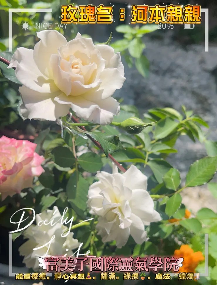 親自栽種的月季玫瑰