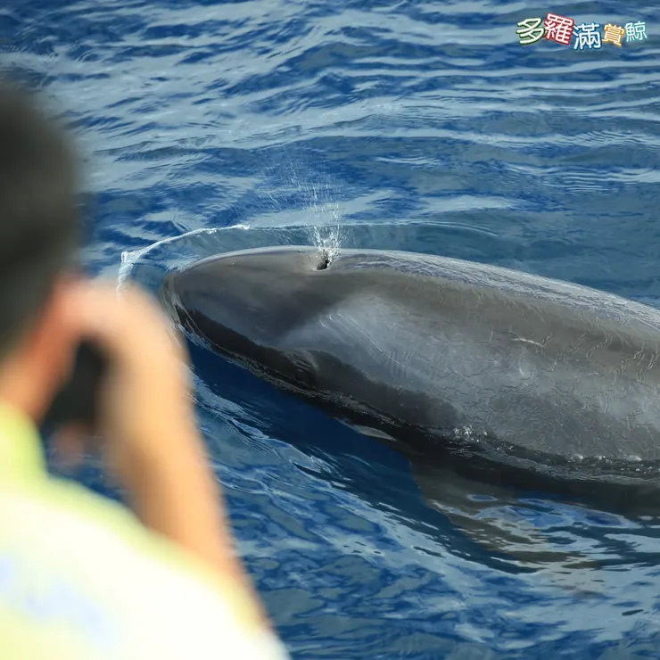 多羅滿賞鯨 小虎鯨