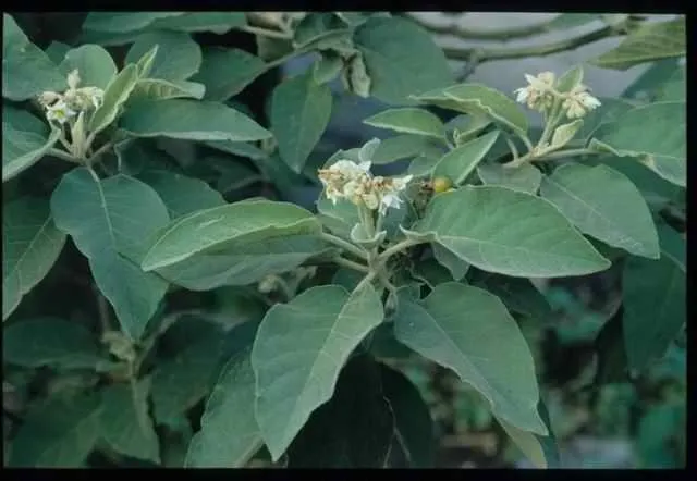 山菸草(圖片取自臺灣生命大百科網頁)