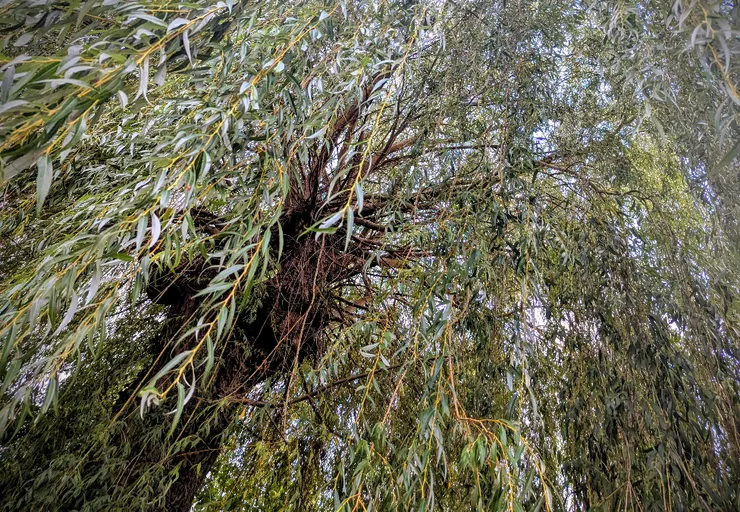 2025/10/08 寒露：住家巷口一戶人家後院，有參天柳樹一棵，每次外出散步必經過。節氣之始，以汝為證。  