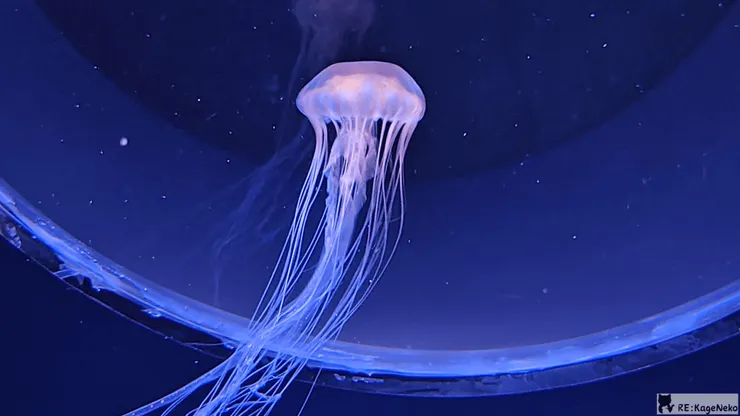 觸手很長的水母