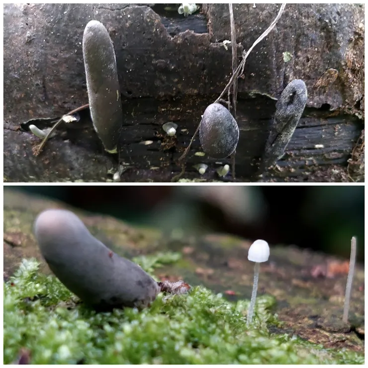 被人們戲稱為「殭屍手指」的—多形炭角菌，益發凸顯右下精緻小菇的仙氣。