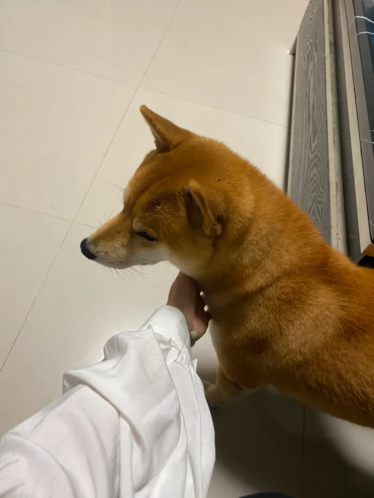 毛況超好又很溫柔的柴柴🤎