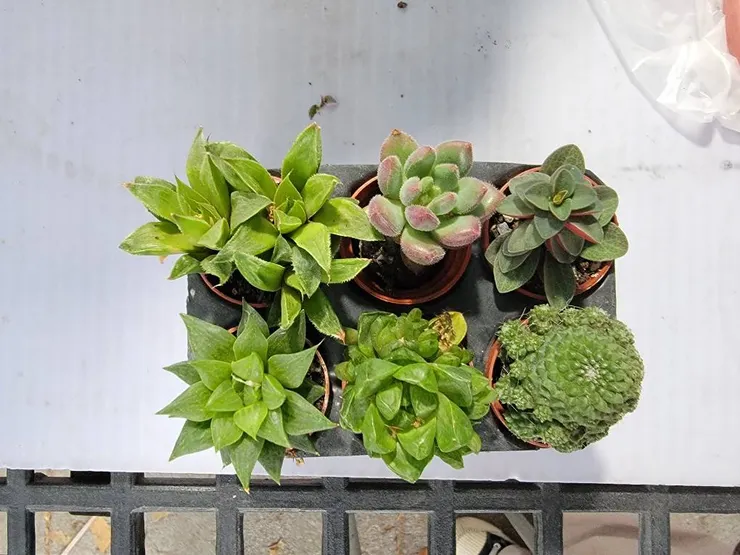 20240324 - 無腦爆買晶肉