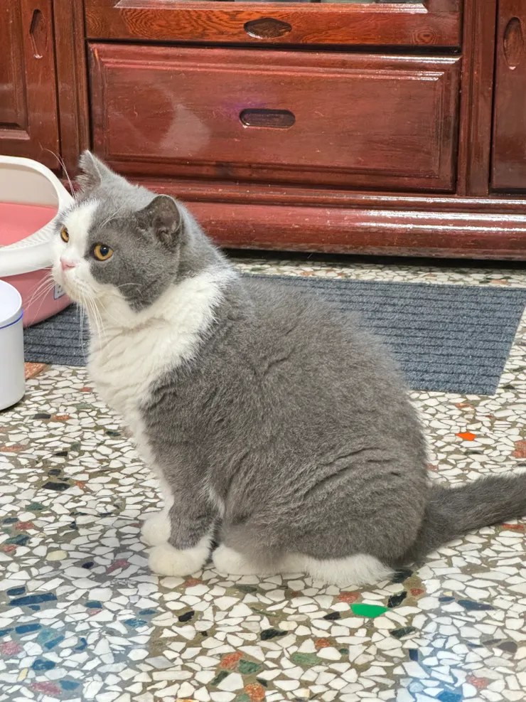 坐等吃藥的貓,傻