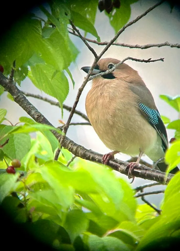 圖19 喜見在樹上停留許久的松鴉
