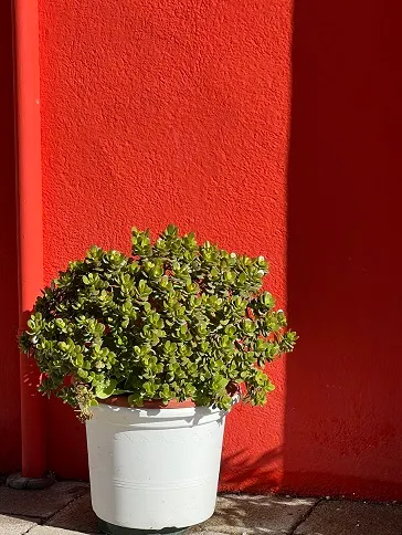 克蘿莉思的沙龍