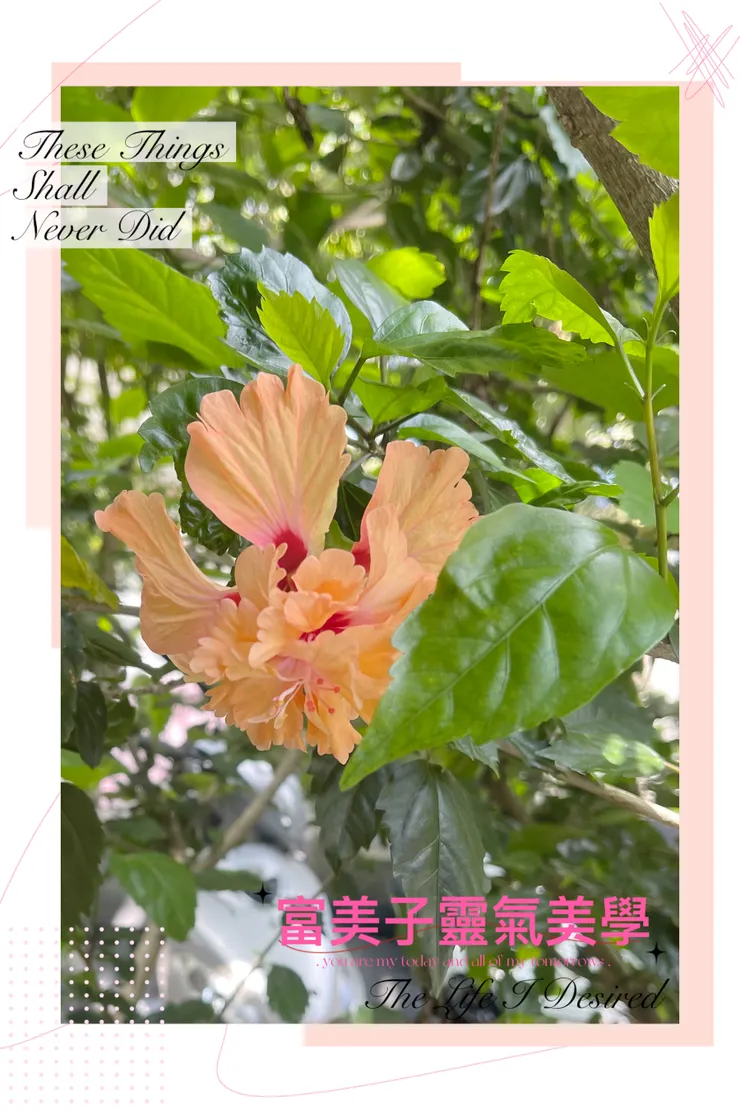 金塔朱瑾🥰🥰🥰-富美子靈氣美學