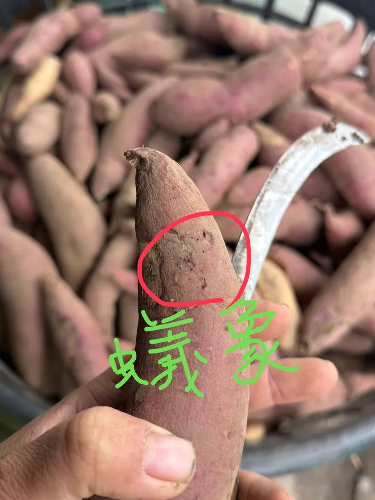 這是蟻象，如針頭般大小的黑洞，這就會有臭味影響品質，削掉後會變成內行地瓜。