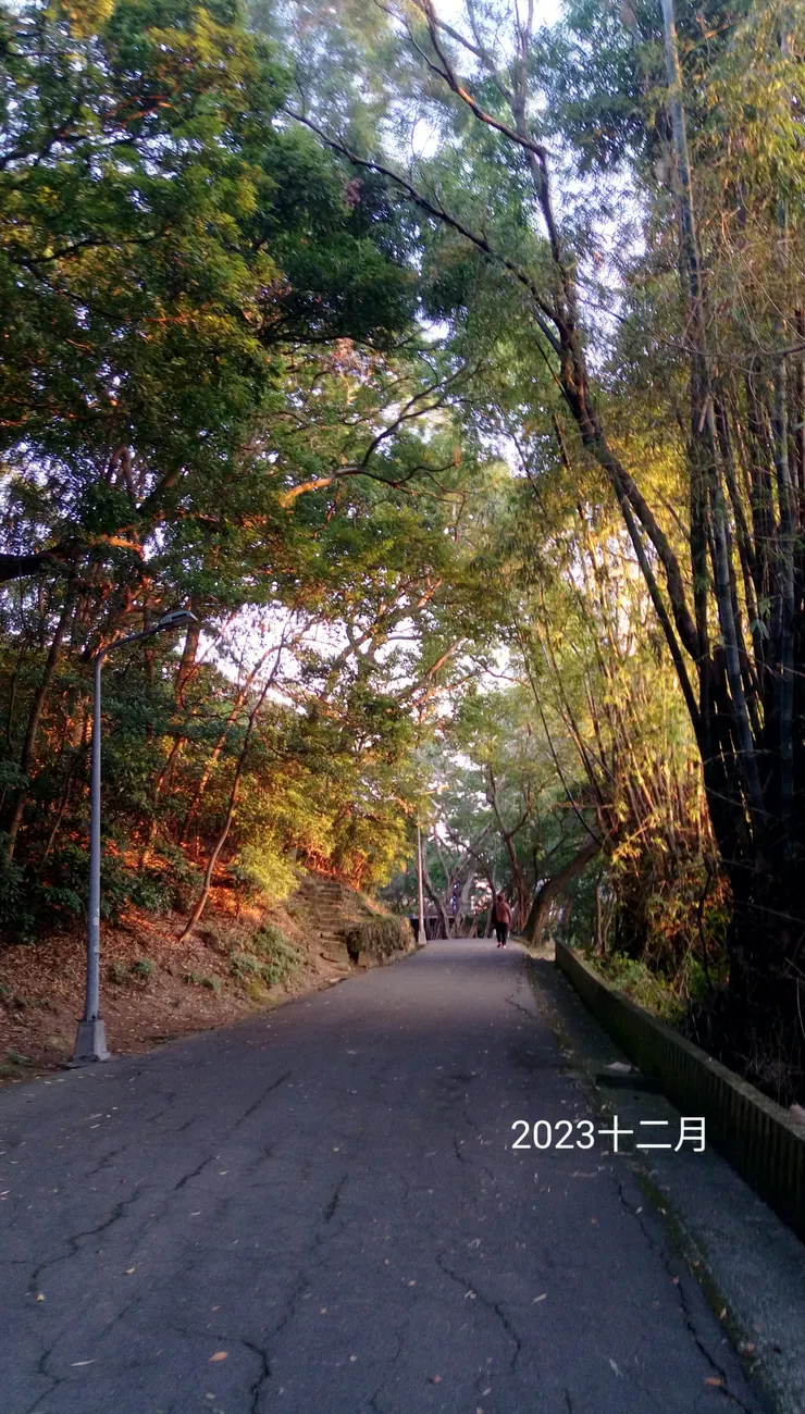 冬日夕陽金色光芒裡的步道