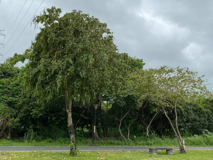 洋紫荊（豆科羊蹄甲屬植物）