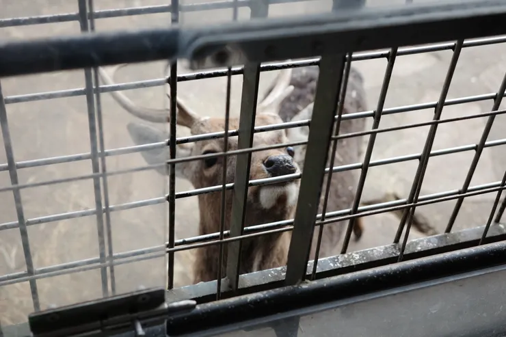 他看起來很想吃東西