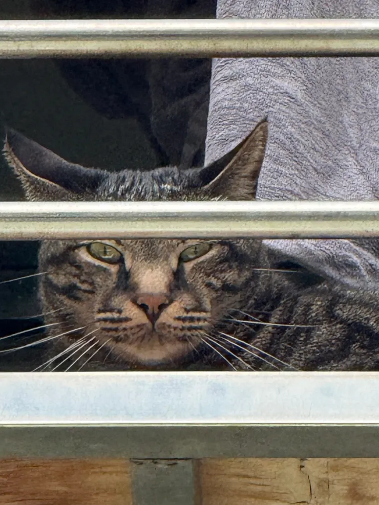 2026/04/05 羽毛球觀眾