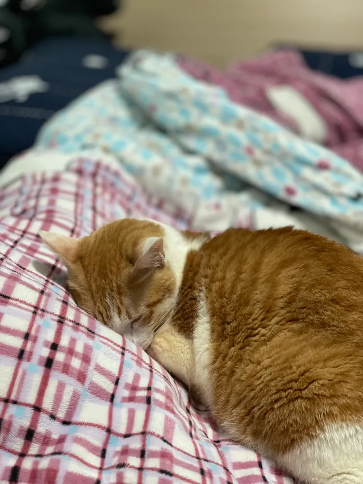 看他每天都這麼放鬆,心情真不是滋味(?