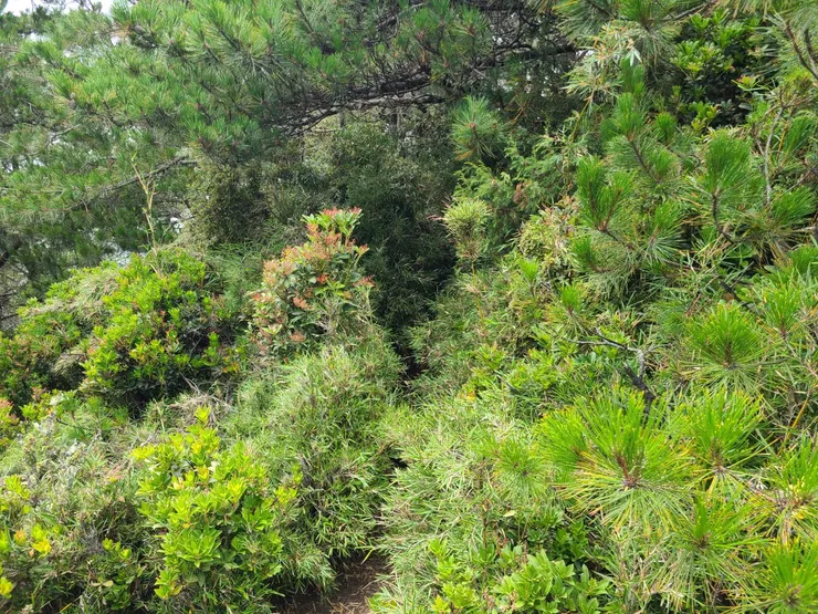 回拍,到水池前要小撥箭竹
