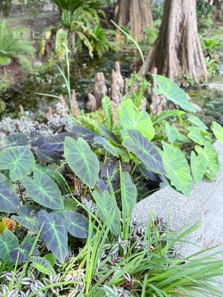 彰化田尾菁芳園|餐廳周圍觀音植物們