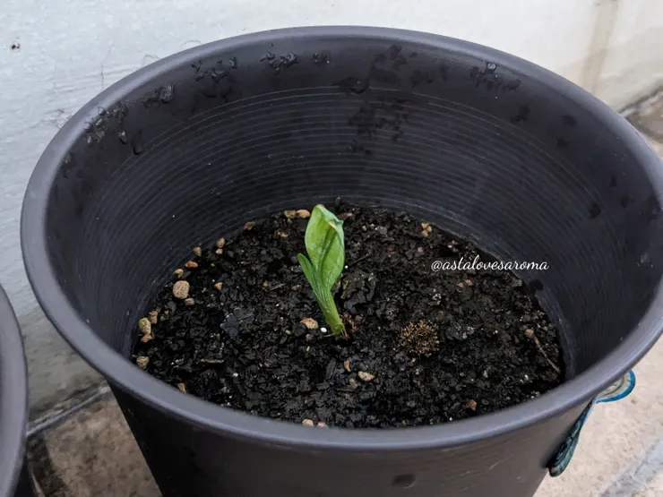 持續成長的小蒼蘭葉莖 攝於 2025.10.6