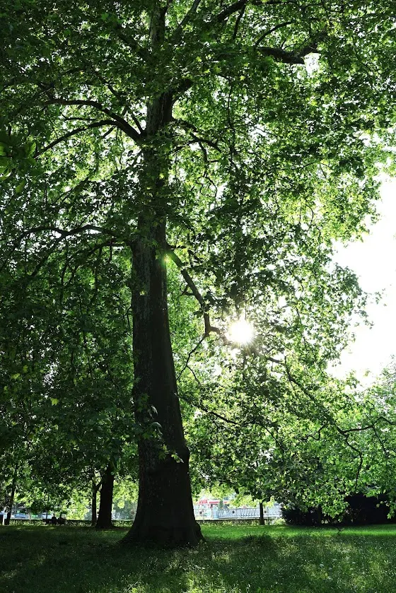 光落在葉間的那一刻，世界變得寬闊，也變得安靜。 它們與我們一樣，都在找尋能夠落腳、生長的地方。