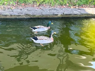 從別人的抱怨裡,也會聽到自己能夠成長的題材。錢當然不是賺越多越好,但能夠去找尋增加收入的機會,那對自己反而是有利的。並不是要月收百萬,而是要設定在月收十萬,這是自己決定,並且願意付出額外的代價的。