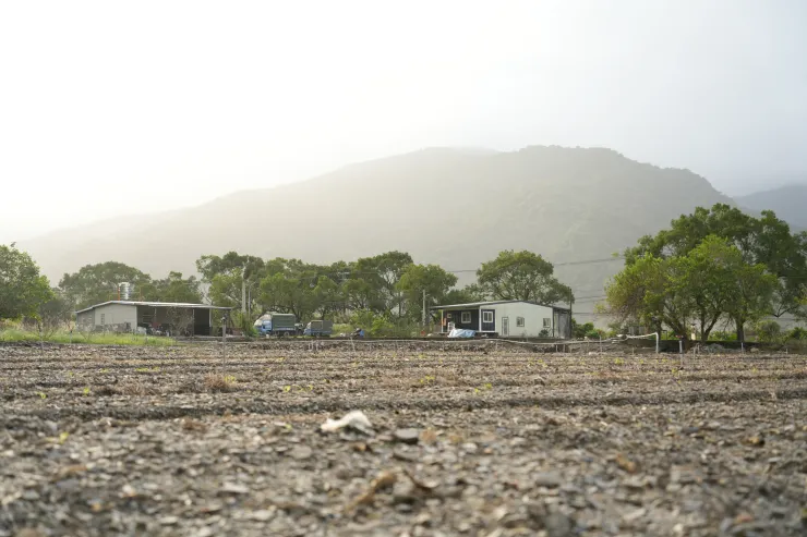 預計種植300棵澳洲茶樹