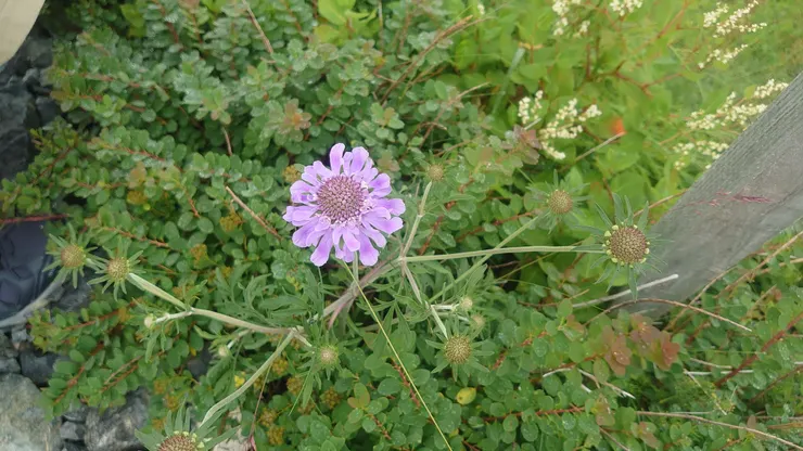 好像山蘿蔔。嗯，就是山蘿蔔科的。