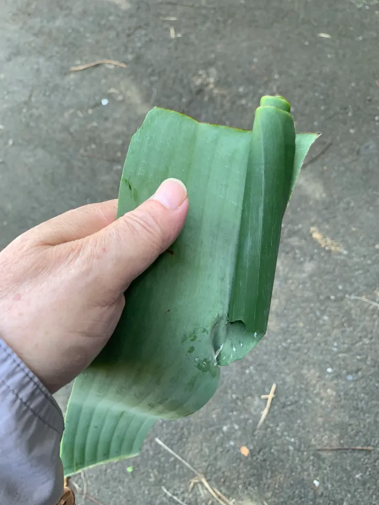 原來是用絲捲的，誰呢？