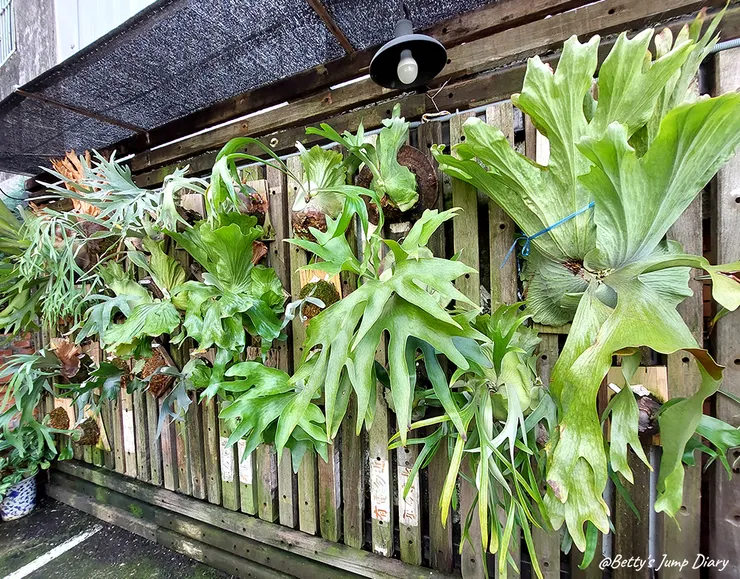 ▲龍潭「野薑花與貓」庭園餐廳/ 圖片來源:Betty's Jump Diary