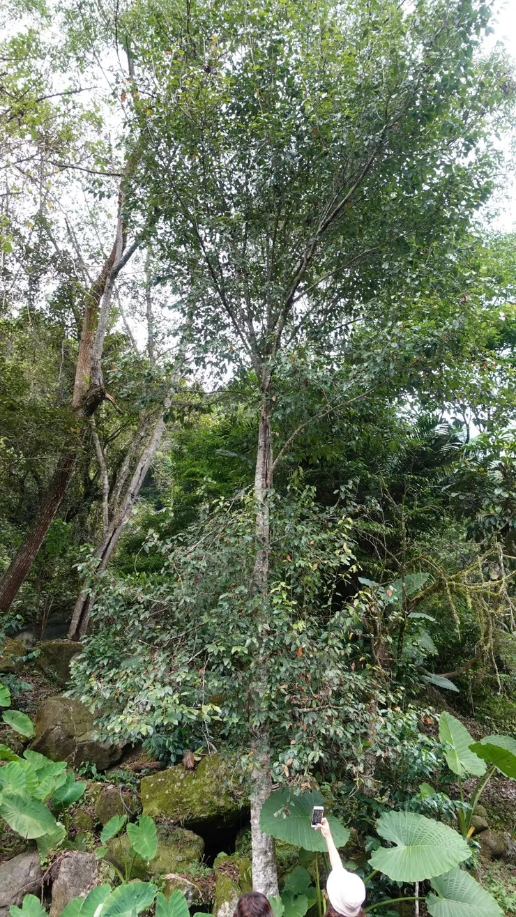 山蘋果樹