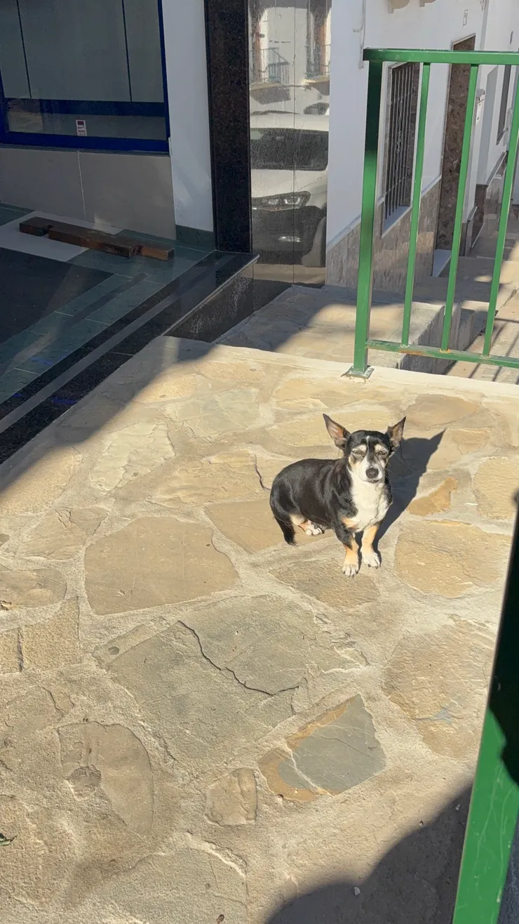 連在曬太陽的狗狗都看起來頗年邁,一副頤養天年的表情