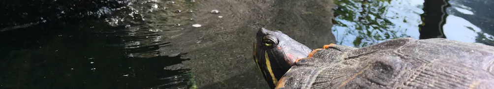 熟齡女子的獨活樂園