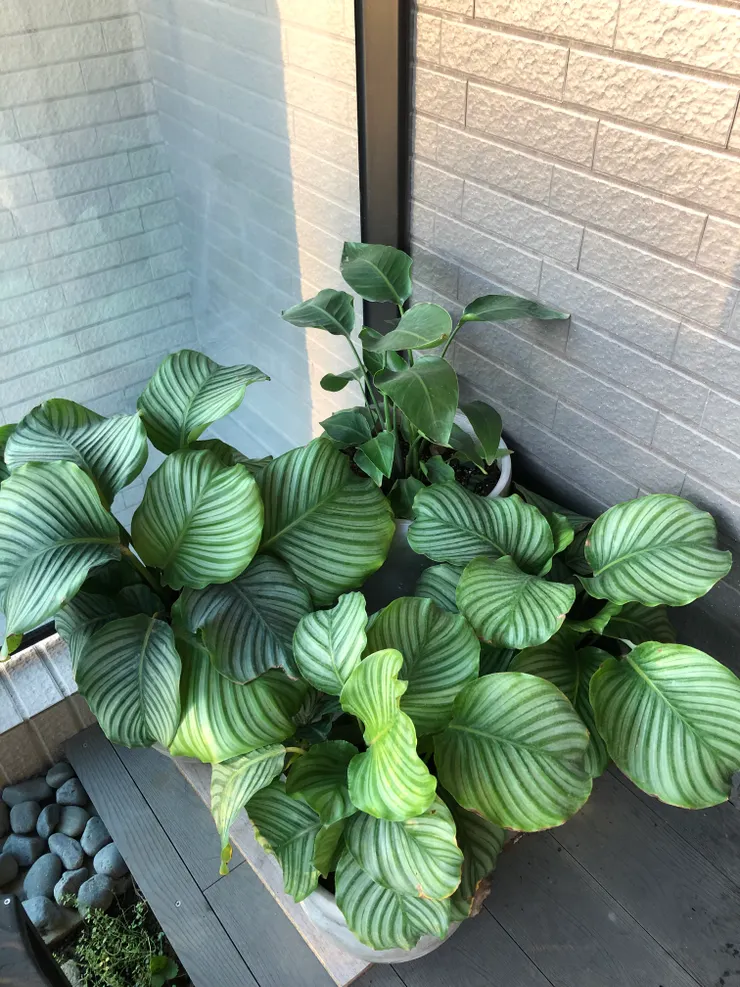 死了一顆大的，那就從小對環境進行訓練吧