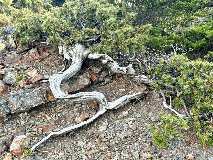 超有藝術感的圓柏