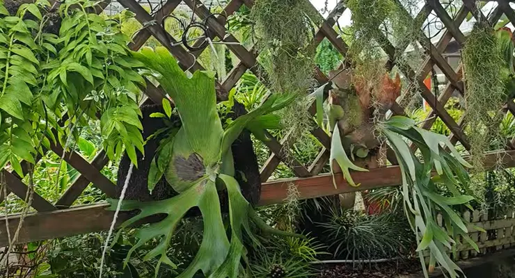 薄肥勤施、避免過濕、逐盆檢查