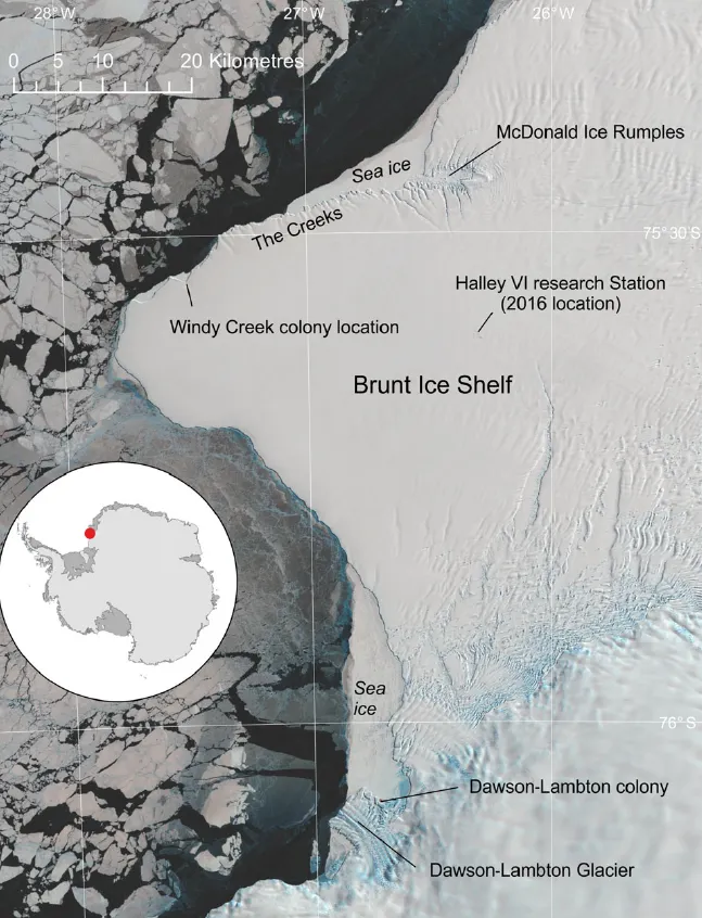 皇帝企鵝的第二大地盤Halley Bay 在圖的上方，已經三年無法孵育出企鵝寶寶，大量皇帝企鵝搬家到地圖下方的Dawson-Lambton去生養小孩了