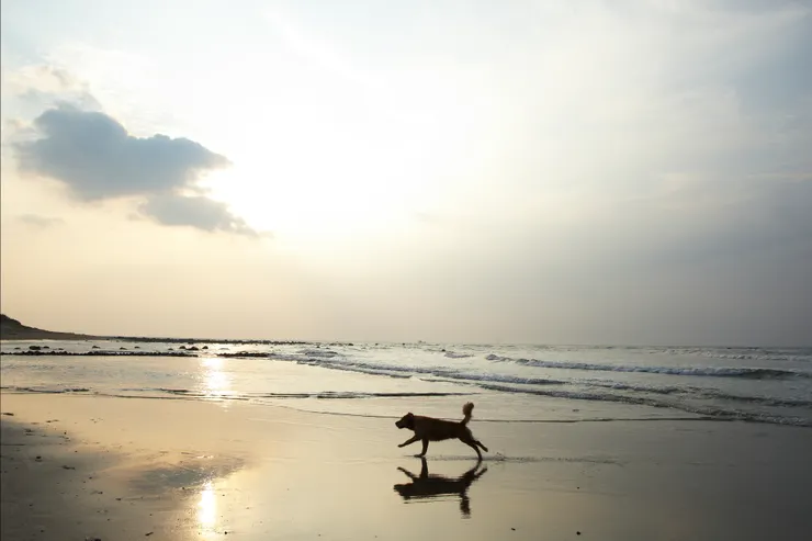 我第一次看到這張照片時，就覺得像極了常玉的畫作《馬》。