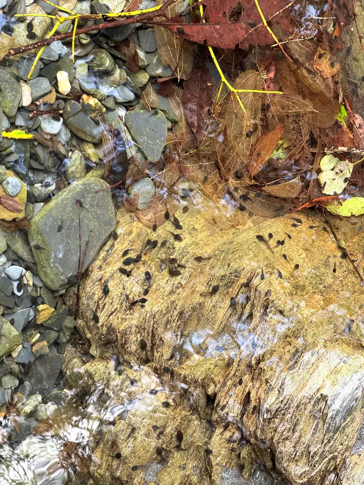 蝌蚪無憂的在純淨的溪水中。