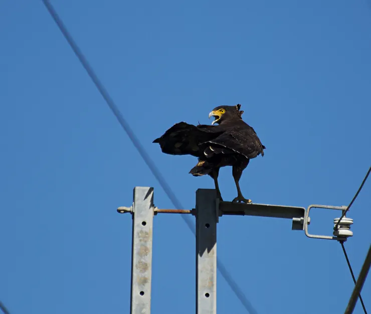 大冠鷲的美麗姿態。