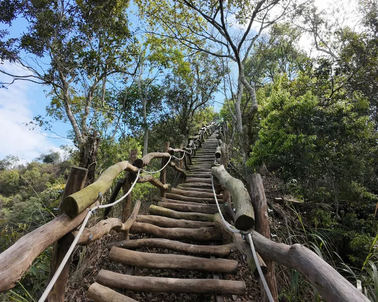 上升的相思木棧道