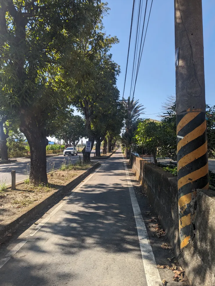 芒果大道,遮陰不與車爭道