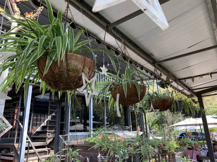 圍繞在餐桌旁的懸吊植栽