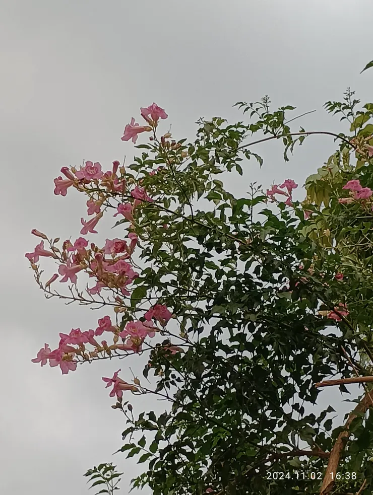 自尋問紫雲花開否？往長治高牆再探，花顏如似那年初見