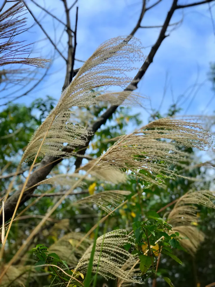 步道邊芒草搖曳、宣告美麗的秋天