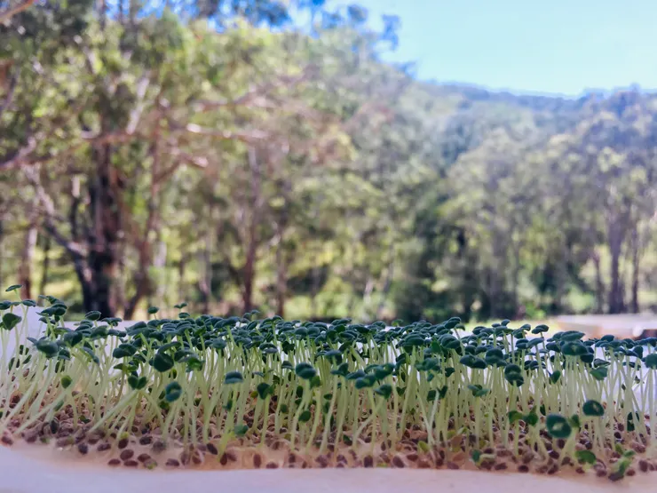 六天已亭亭玉立~